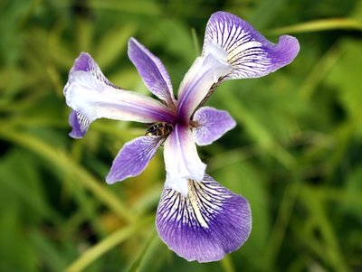 Blue Flag Iris