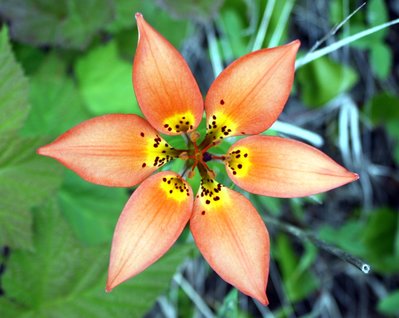 Wood Lily