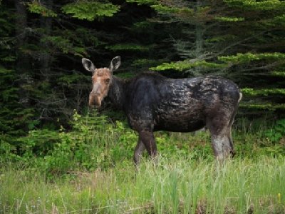 2008-06-27 Isle Royale Day 1 (2fa3) Moose near The FishHouse RAYsmall.jpg