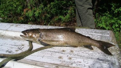 2008-06-28 Isle Royale Day 2 (2n1) Paul's 6LB Lake Troutsmall.jpg