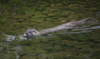 2008-06-28 Isle Royale Day 2 (3d2) Otter (Lutra lutra) at Merritt Island RAYsmall.jpg