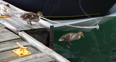 2008-06-29 Isle Royale Day 3 (1j6) The Friendly Ducks of Merritt Island RAYsmall.jpg