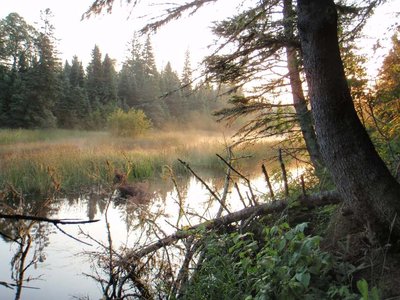 Morning view of Washington Creek