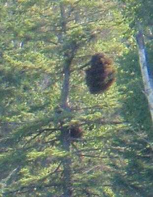 What is it? Seen in tree near talings of Minong Mine