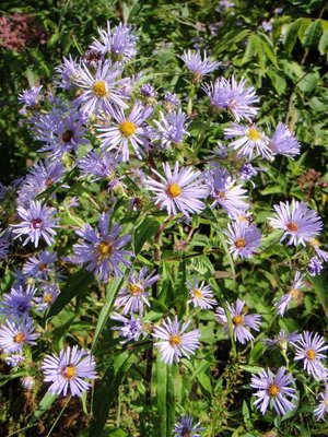 Corn flowers or Stokesia?