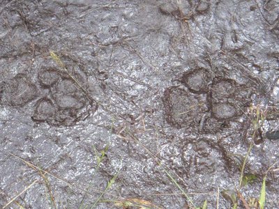 Wolf tracks or someone had a great dane on the island.