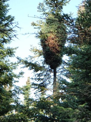 Another what is it? In tree at intersection of Suzy's Cave and Tobin Harbor trails.