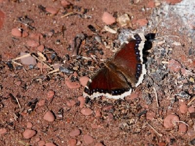 2008-06-30 Isle Royale Day 4 (2n1a) Butterfly at Siskiwit Bay RAYsmall.jpg