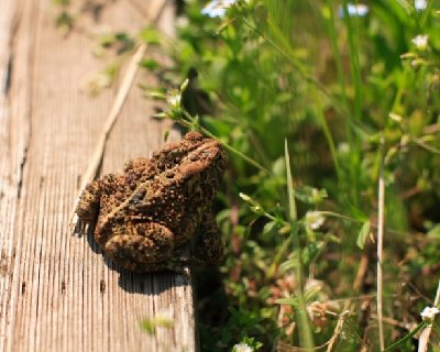 2008-07-01 Isle Royale Day 5 (3E3G) Toad on Boardwalk at Malone Bay RAYsmall.jpg