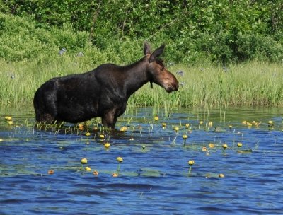 2008-07-02 Isle Royale Day 6 (2f2) Moose in Brady Cove RAYsmall.jpg