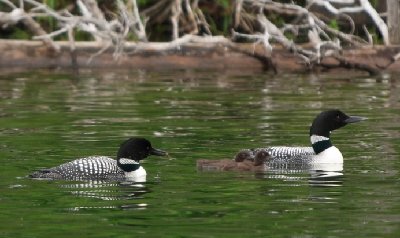 2008-07-02 Isle Royale Day 6 (3b5) Loon Family in McCargoe Cove RAYsmall.jpg