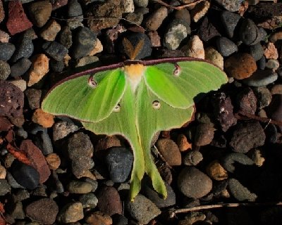 2008-07-04 Isle Royale Day 8 (4b1a) Luna Moth near Rock Harbor Conssessions RAYsmall.jpg