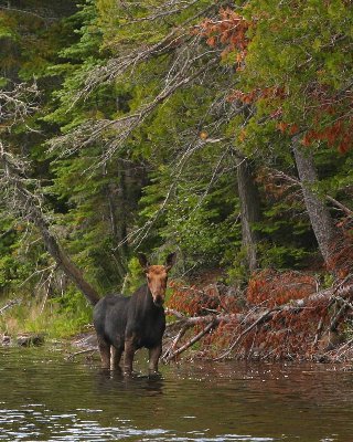 Moose 15x12-1.jpg