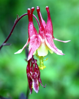 Eastern Columbine