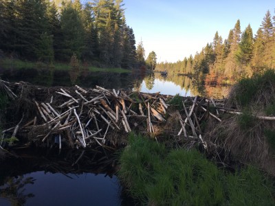 beaver handiwork.jpg