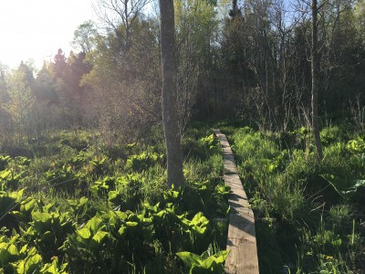 E Ch boardwalk.jpg