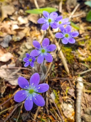 Purple Wildflowers