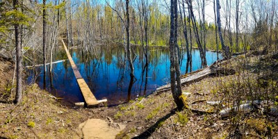 Beaver pond planks barely above water!