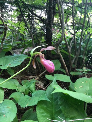 Ladies Slipper