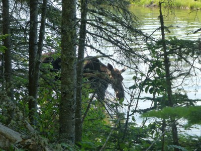 First moose of the trip on Tobin Harbor Trail