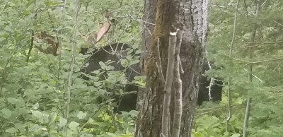 Bull moose near trail to W. Chickenbone