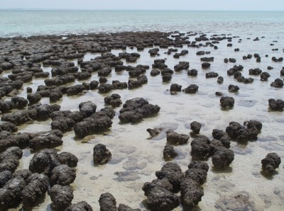 Stromatolites_in_Sharkbay small.jpg