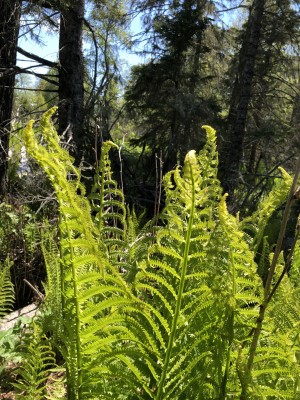 dinosaur fern5.jpg