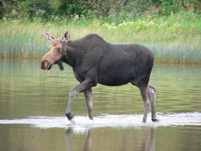 Cow in Washigton Creek