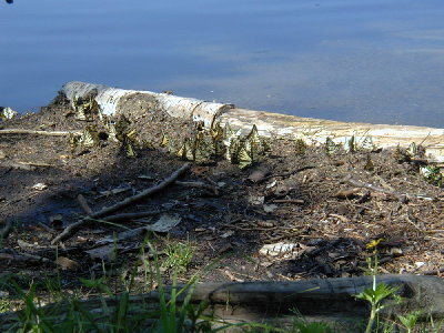 Butterflies at West Chickenbone Lake (click to enlarge)