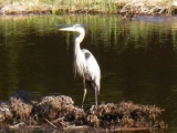 69-0611 Heron at Windigo.JPG