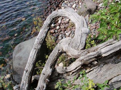 Still life of rocks, roots and water.