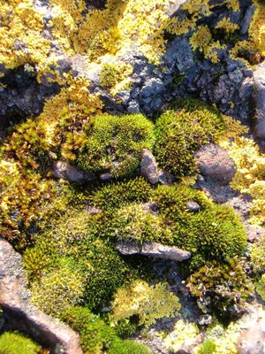 Moss and lichens