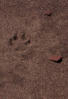 2008-06-30 Isle Royale Day 4 (2j2) Wolf Tracks on Siskiwit Bay Shoreline RAYsmall.jpg