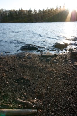 Wolf Tracks in the Sand. Birch Isle, Isle Royale National Park, May 2008