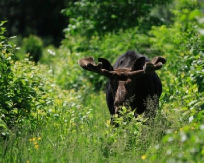 2008-06-30 Isle Royale Day 4 (3l3) Bull Moose (Alces alces)  on Feldtmann Lake Traill RAYsmall.jpg