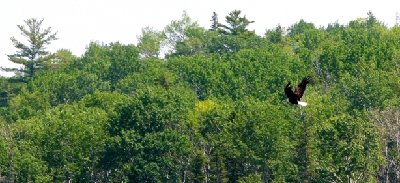 2008-07-02 Isle Royale Day 6 (1m4) Eagle in Back of Brady Cove RAYsmall.jpg