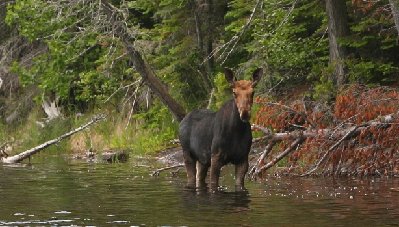 2008-07-02 Isle Royale Day 6 (2d3) Moose in Brady Cove RAYsmall.jpg