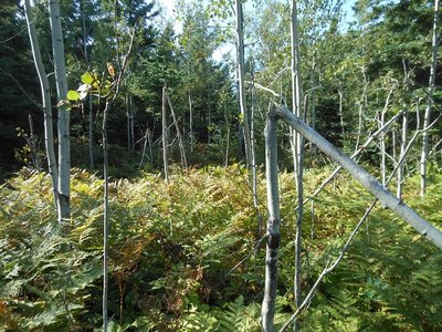 trees3.jpg