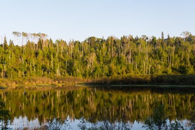 Golden hour reflections of the trees on McCargoe Cove